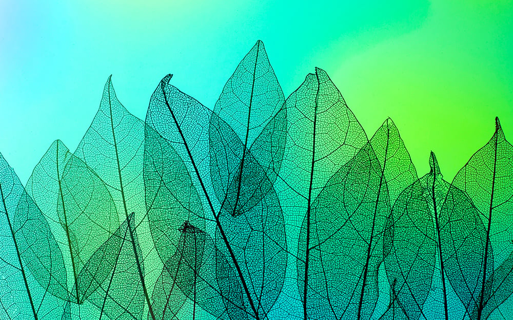 Sustainable_Background_transparent-leaves-with-green-light-top-view